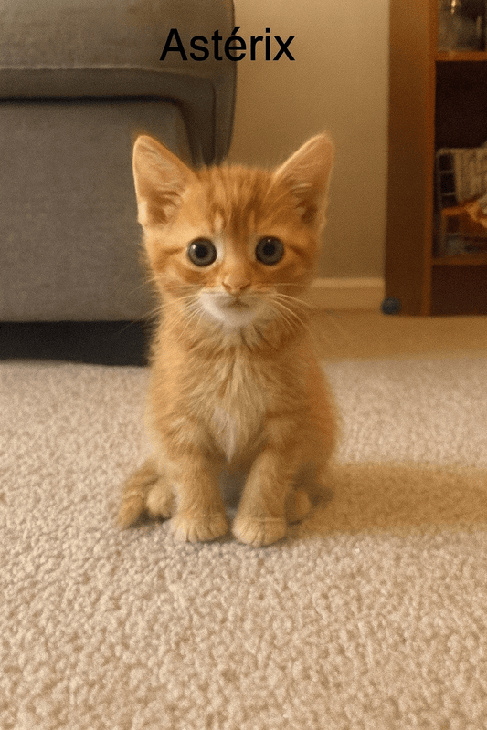đŸ AstĂ©rix â Le Chat du Mois dâOctobre âš - Mi-a-ou