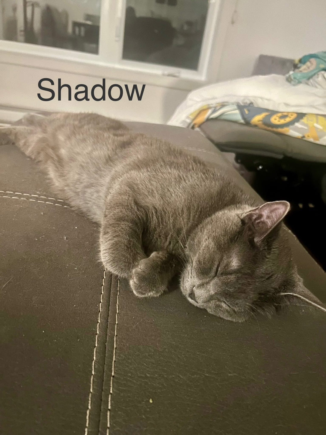 Chat du Mois : Shadow, le petit gris plein d’énergie🐾 - Mi-a-ou
