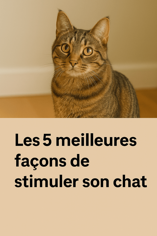 Comment bien occuper un chat dâintĂ©rieurâ? - Mi-a-ou