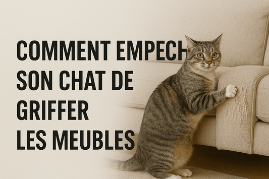 Comment empĂȘcher son chat de griffer les meubles? - Mi-a-ou