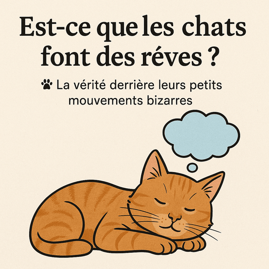 Est-ce que les chats font des rĂȘves? La vĂ©ritĂ© derriĂšre leurs petits mouvements bizarres - Mi-a-ou