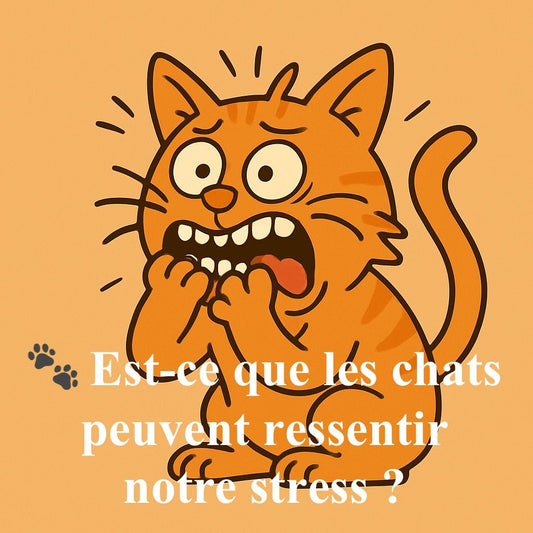 Est-ce que les chats peuvent ressentir notre stress ? - Mi-a-ou
