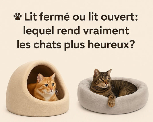 đŸ Lit fermĂ© ou lit ouvert : lequel rend vraiment les chats plus heureux - Mi-a-ou