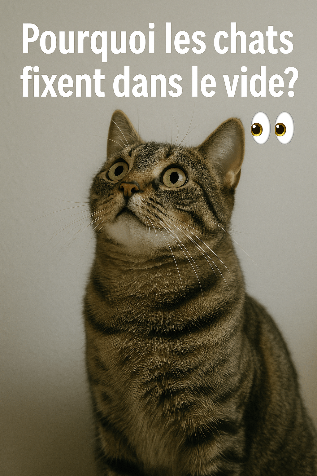 Pourquoi les chats fixent dans le vide? - Mi-a-ou