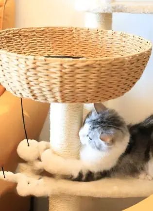 Arbres A Chat Canapat - Mi - a - ou