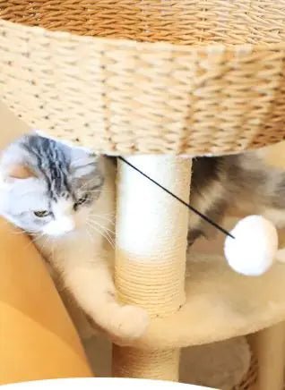 Arbres A Chat Canapat - Mi - a - ou