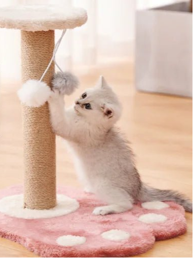 Griffoir Chat SweetPaw - Mi - a - ou