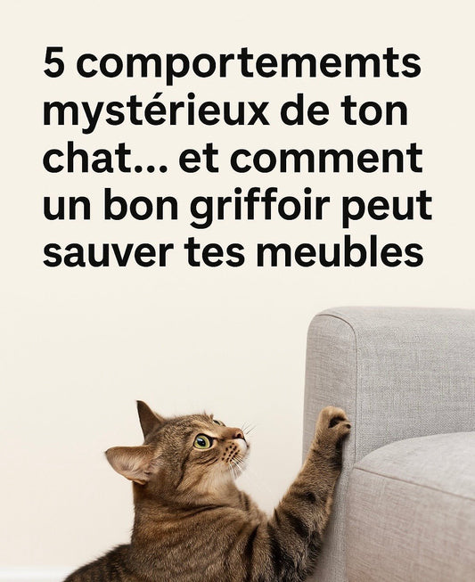 5 comportements mystérieux de ton chat… et comment un bon griffoir peut sauver tes meubles 🛋️🐾 - Mi-a-ou