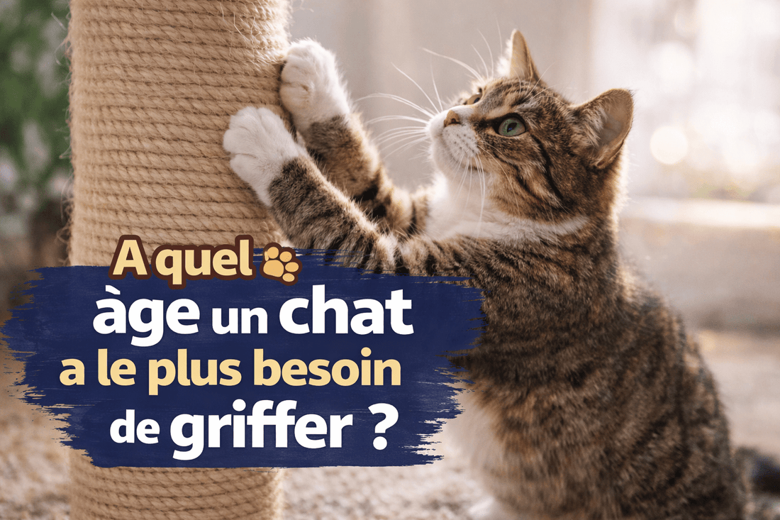 À quel âge un chat a le plus besoin de griffer ? - Mi-a-ou