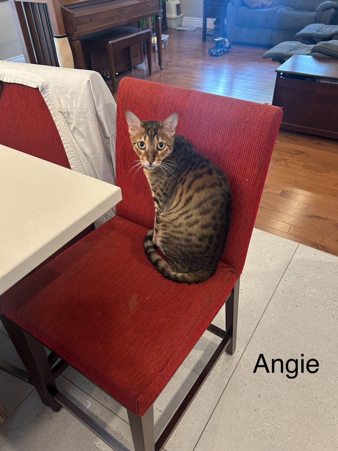 Chat du mois : Angie, la reine des hauteurs (et du cœur de Maelye) 🐾