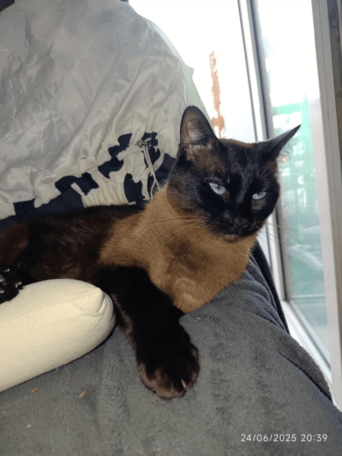 🐾 Chat du mois : Diego, le gaffeur au grand cœur - Mi-a-ou