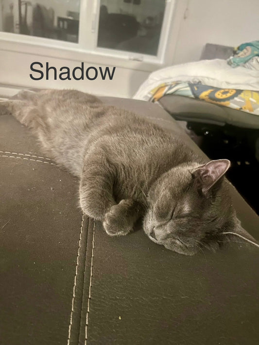 Chat du Mois : Shadow, le petit gris plein d’énergie🐾 - Mi-a-ou