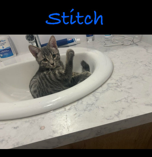 🐾 Chat du mois : Stitch! - Mi-a-ou - Mi-a-ou
