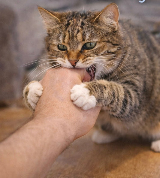Chat qui mord en jouant : comment corriger ce comportement - Mi-a-ou