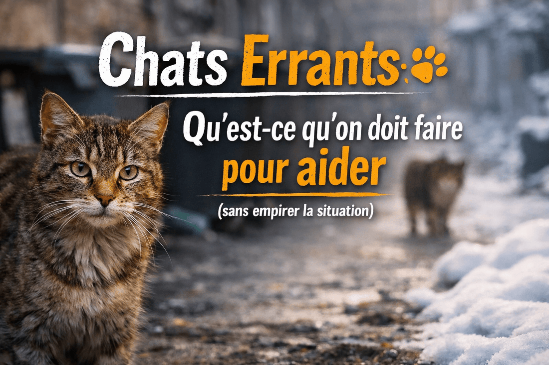 🐾 Chats errants : qu’est-ce qu’on doit faire pour aider? - Mi-a-ou