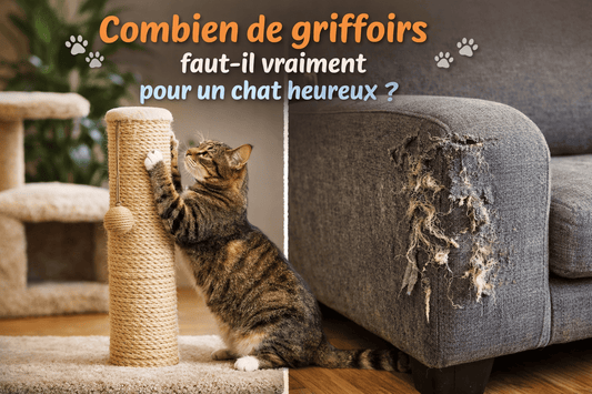 Combien de griffoirs faut-il vraiment pour un chat heureux ? - Mi-a-ou