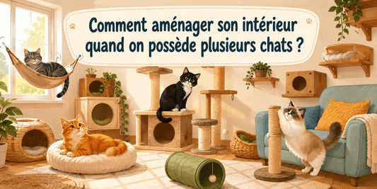 Comment aménager son intérieur quand on possède plusieurs chats ? - Mi-a-ou