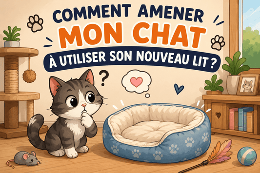 Comment amener mon chat à utiliser son nouveau lit ? - Mi-a-ou