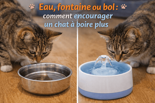 Eau, fontaine, bol : comment encourager un chat à boire plus