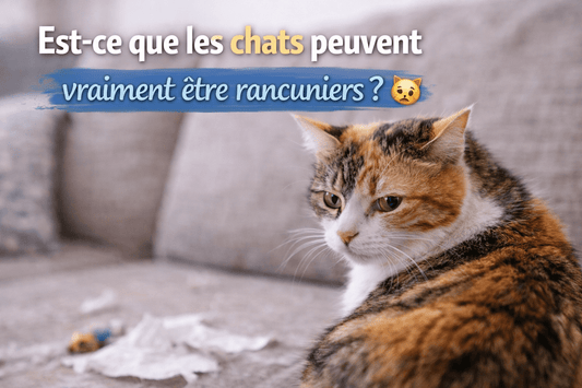 Est-ce que les chats peuvent vraiment être rancuniers ? - Mi-a-ou