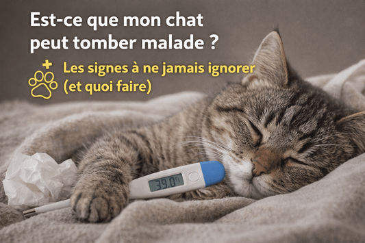 Est-ce que mon chat peut tomber malade ? Les signes à ne jamais ignorer (et quoi faire)