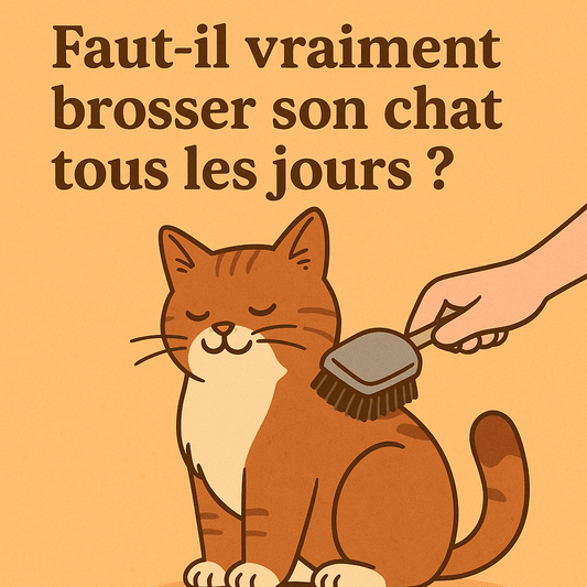 Faut-il vraiment brosser son chat tous les jours ? - Mi-a-ou