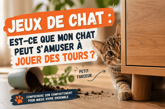Jeux de chat : est-ce que mon chat peut s'amuser à jouer des tours ? - Mi-a-ou