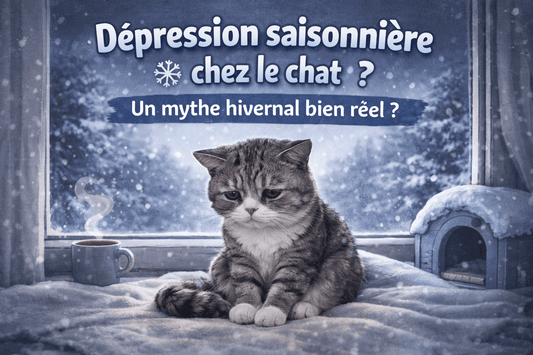 La dépression saisonnière chez le chat - Mi-a-ou