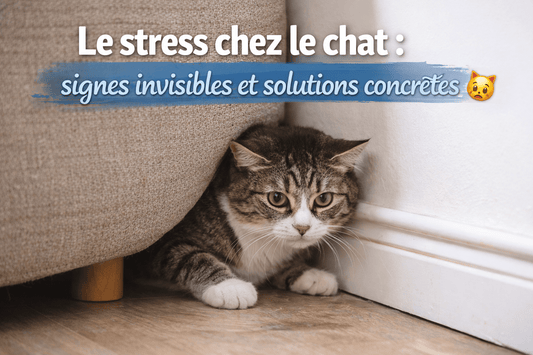 Le stress chez le chat : signes invisibles et solutions concrètes
