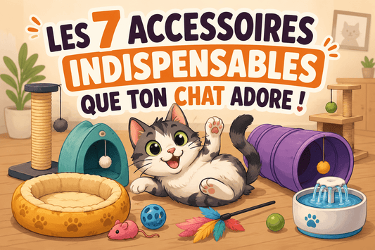 Les 7 accessoires indispensables que ton chat adore - Mi-a-ou
