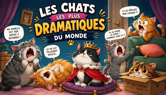 Les chats les plus dramatiques du monde - Mi-a-ou