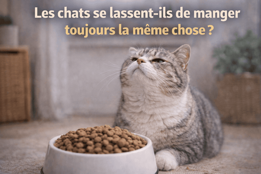 Les chats se lassent-ils de manger toujours la même chose ?