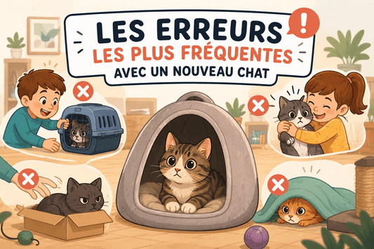 Les erreurs les plus fréquentes avec un nouveau chat - Mi-a-ou