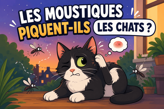 Les moustiques piquent-ils les chats ? Risques, symptômes et prévention - Mi-a-ou