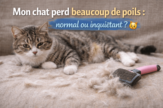 Mon chat perd beaucoup de poils : normal ou inquiétant ? 🐱 - Mi-a-ou