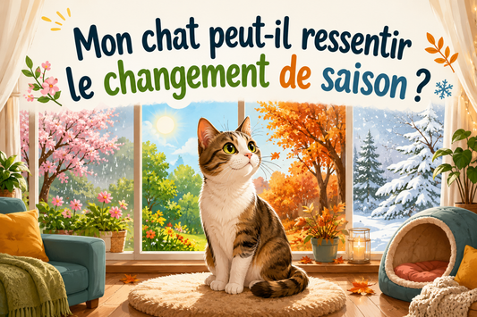 Mon chat peut-il ressentir le changement de saison ? - Mi-a-ou