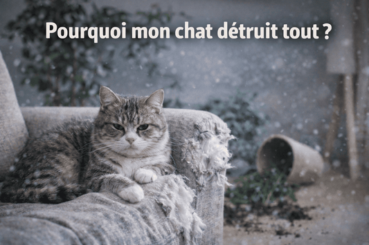 Pourquoi certains chats détruisent tout ? Les vraies raisons ici! - Mi-a-ou