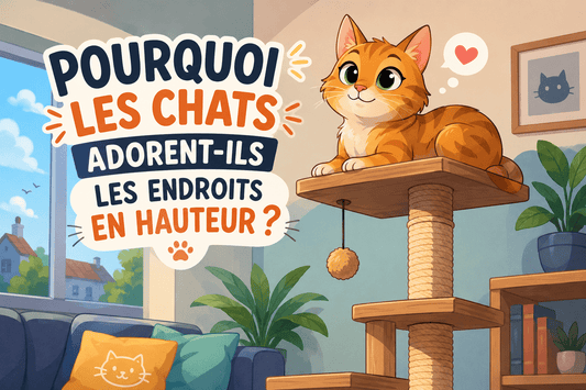 Pourquoi les chats adorent-ils les endroits en hauteur ? - Mi-a-ou