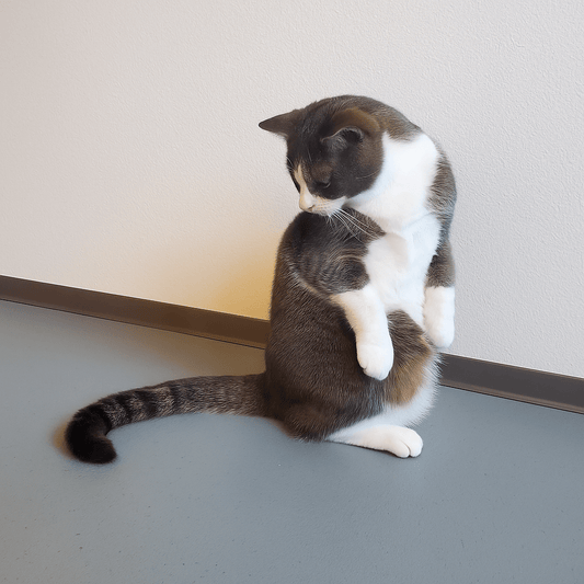 Pourquoi les chats attaquent-ils leur propre queue ? (Spoiler : non, ce ne sont pas des serpents) - Mi-a-ou