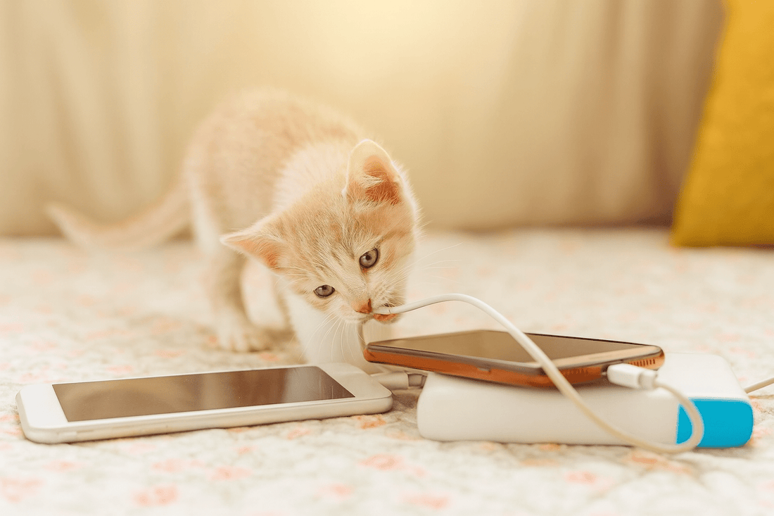 Pourquoi les chats mordillent les câbles? - Mi-a-ou