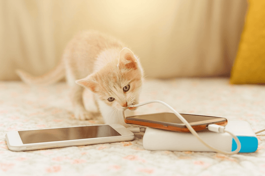 Pourquoi les chats mordillent les câbles? - Mi-a-ou