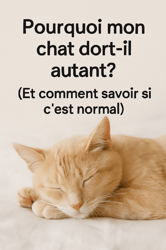 Pourquoi mon chat dort-il autant? (Et comment savoir si c’est normal)