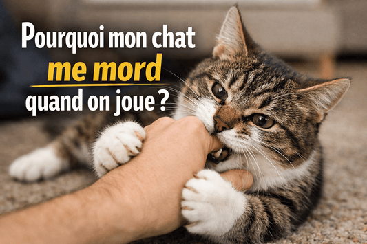 Pourquoi mon chat me mord quand on joue ? - Mi-a-ou