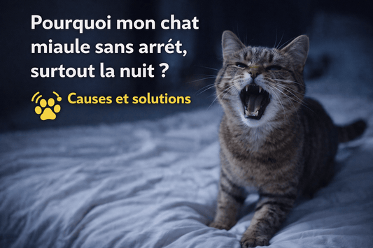 Pourquoi mon chat miaule sans arrêt, surtout la nuit ? - Mi-a-ou