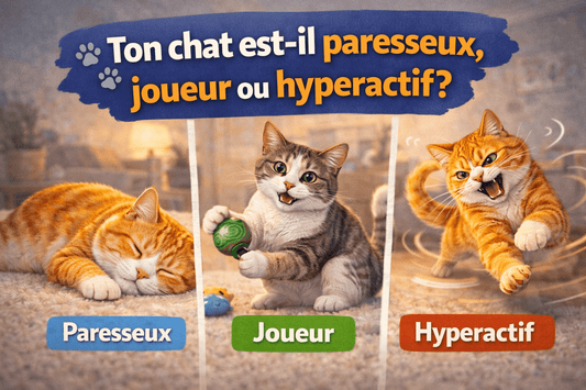 🐾 Ton chat est-il paresseux, joueur ou hyperactif? - Mi-a-ou