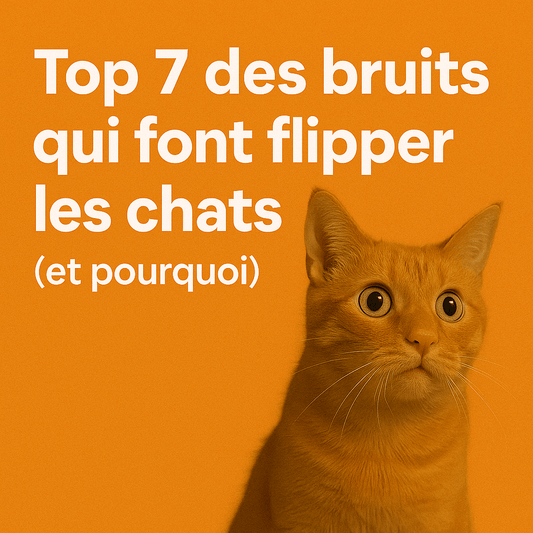 Top 7 des bruits qui font flipper les chats (et pourquoi) - Mi-a-ou