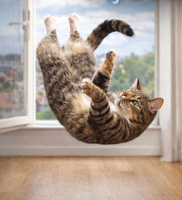 Un chat retombe-t-il toujours sur ses pattes ? - Mi-a-ou