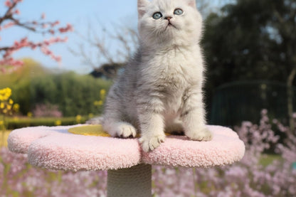 Griffoir pour chat Pétale de Griffe™ - Mi - a - ou